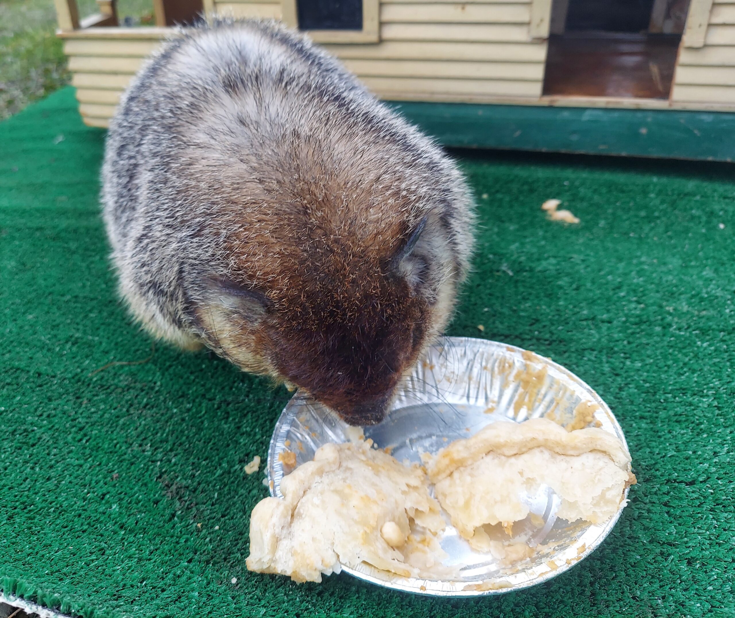 Without a shadow, groundhogs forecast early spring | News, Sports, Jobs - Vimarsana News